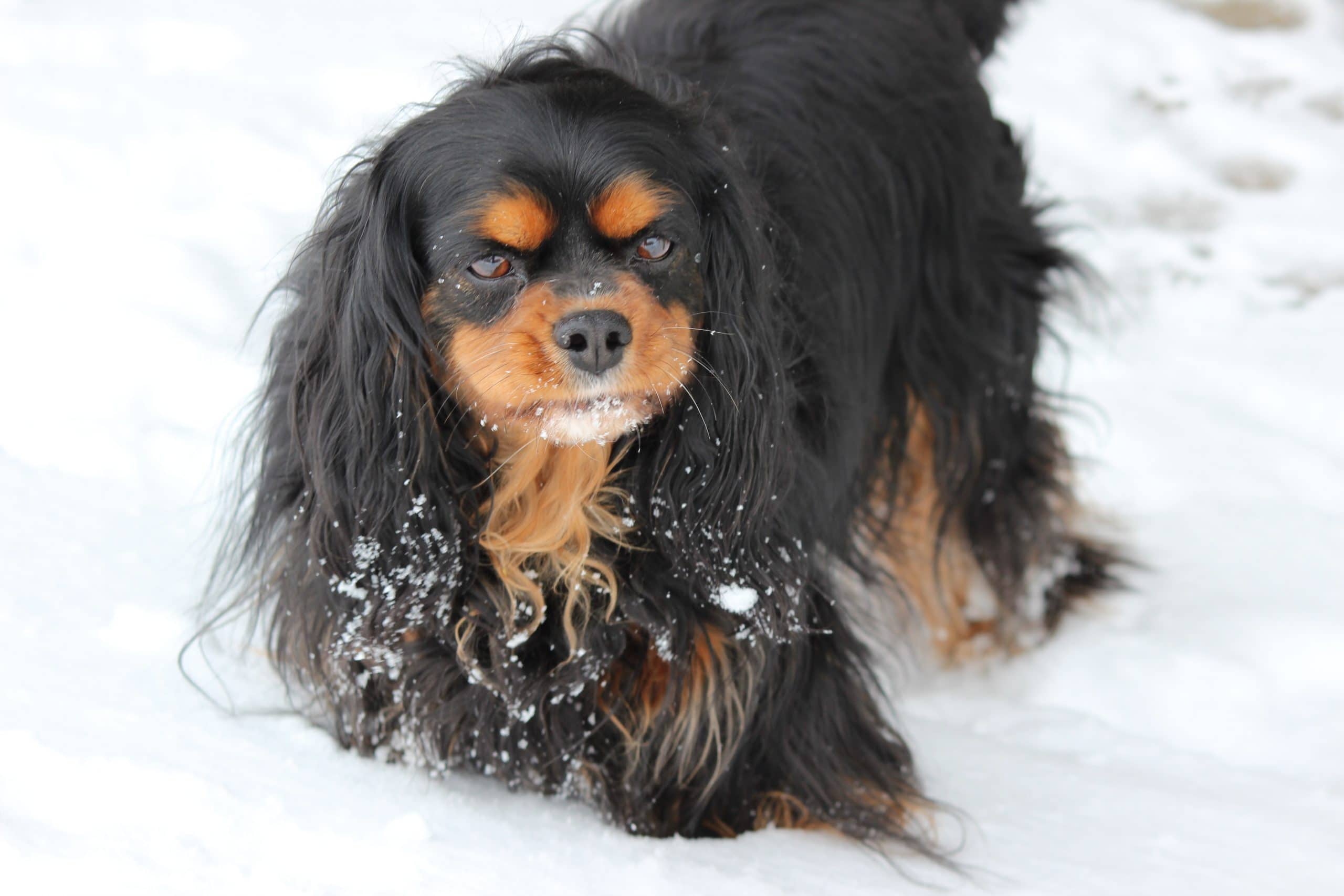 How Can I Help my Pet Through a Minnesota Winter?