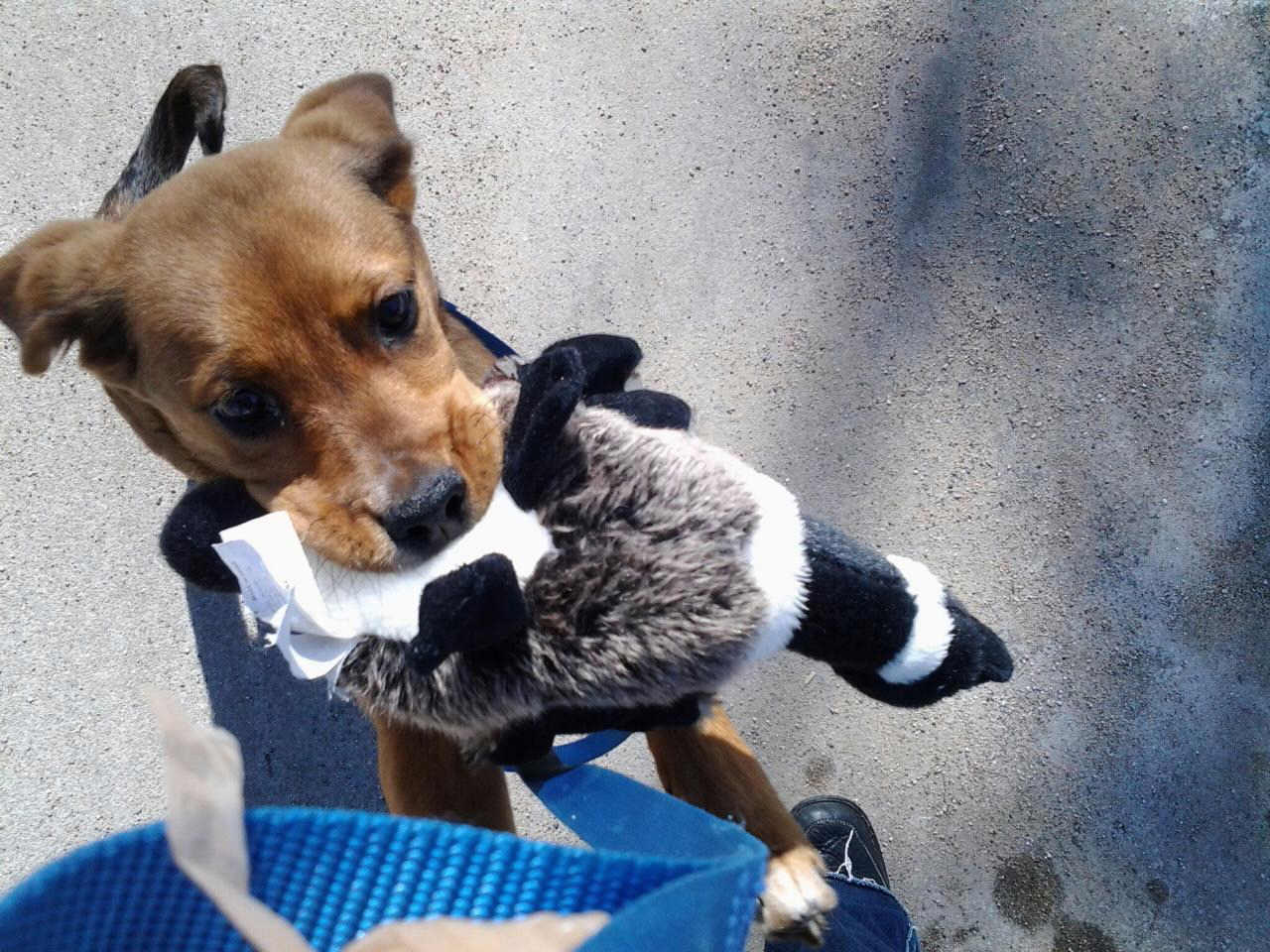 Celebrate Love Your Pet Day – February 20th