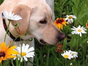 5 Things Dogs Teach Us About Life