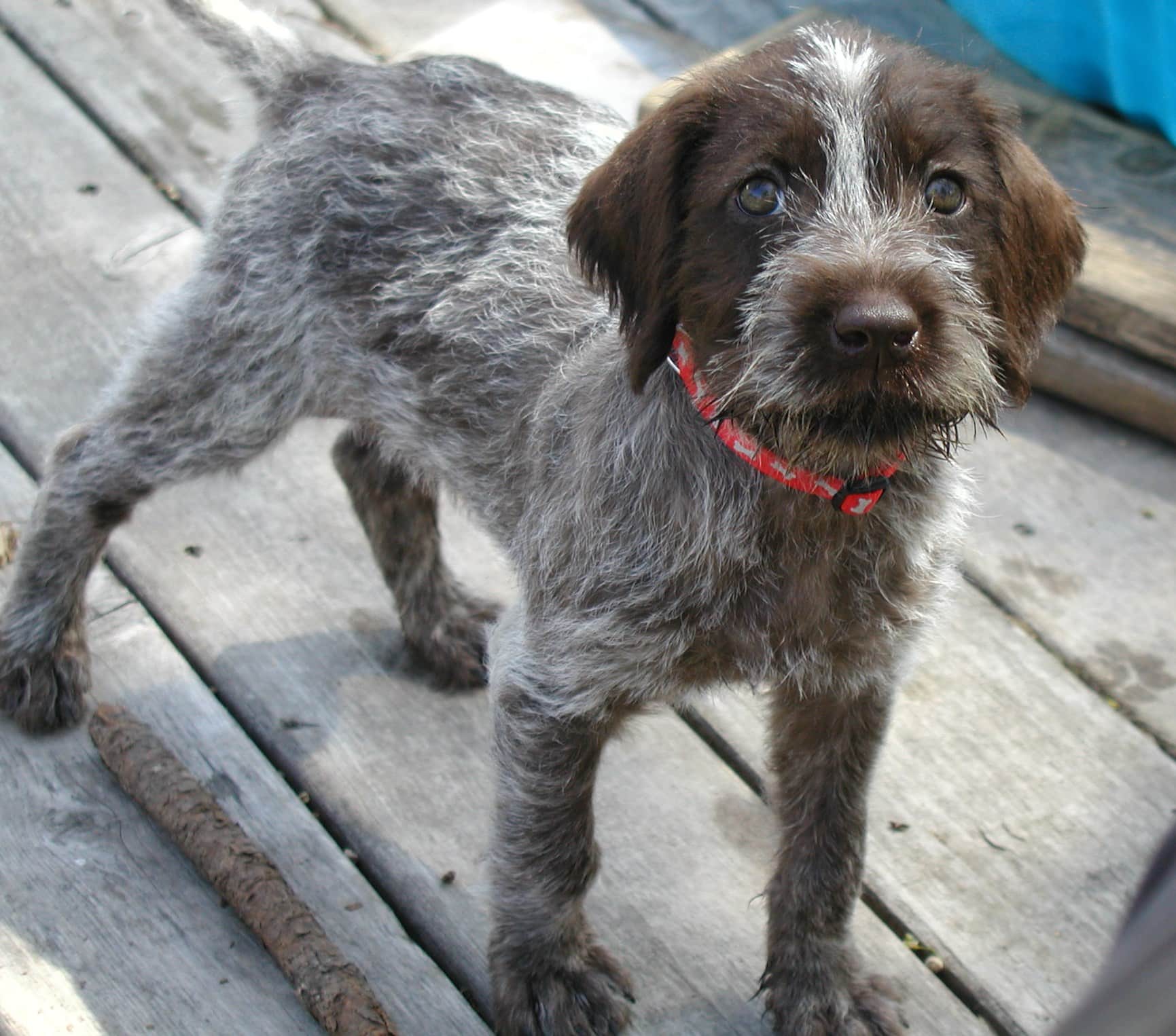 Why Is Socializing My New Puppy Important?