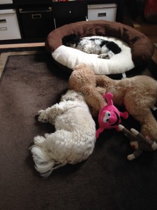 How Much Do Dogs Sleep