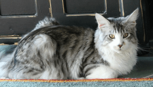 What if my cat hides from my pet sitter