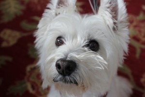 What Does “Back to School” Mean For My Dog?