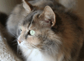 Things You Should Know Before Signing up for Pet Insurance