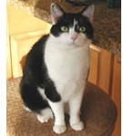 Five Fun Fact about Cats