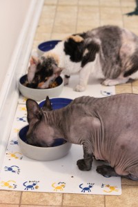 How to Store Your Pet's Food