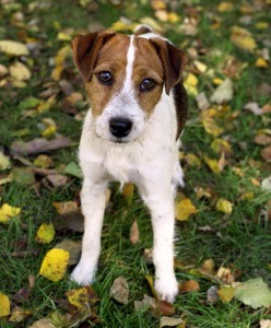 Join Lake Minnetonka Pet Sitters